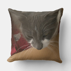 Cat in the Box Cushion