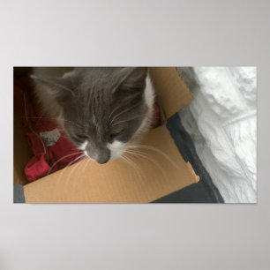 Cat in the Box Poster