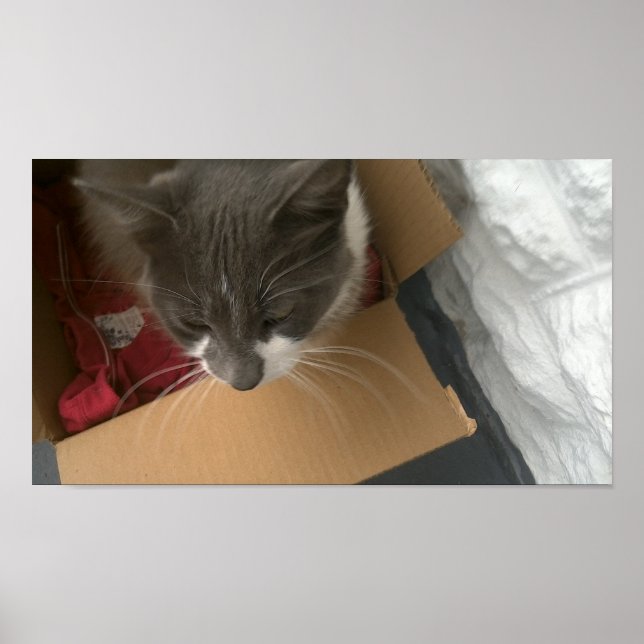 Cat in the Box Poster (Front)