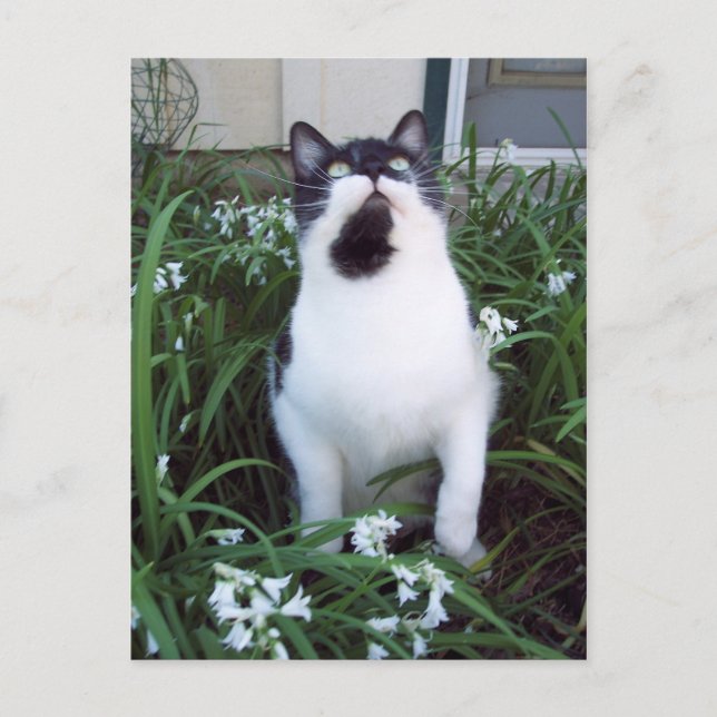 Cat in the flowers postcard (Front)