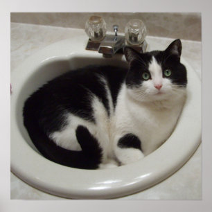 Cat in the sink poster