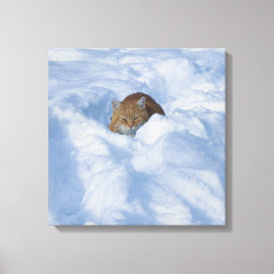 Cat in the snow canvas print