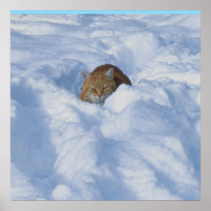 Cat in the snow poster