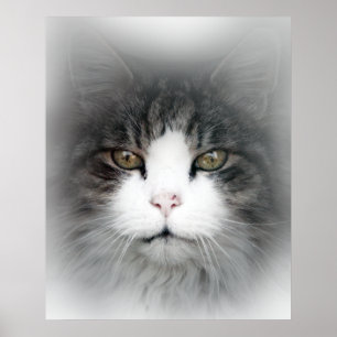 Cat in the Window Leadhills Scotland Poster