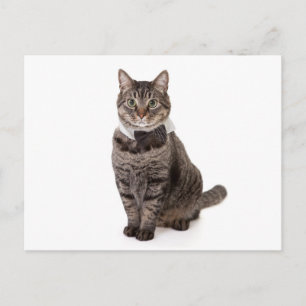Cat in Tuxedo Postcard