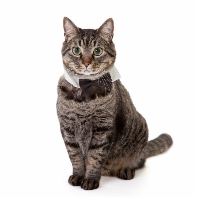 Cat in Tuxedo Standing Photo Sculpture (Front)