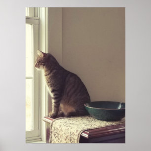 Cat In Window Poster