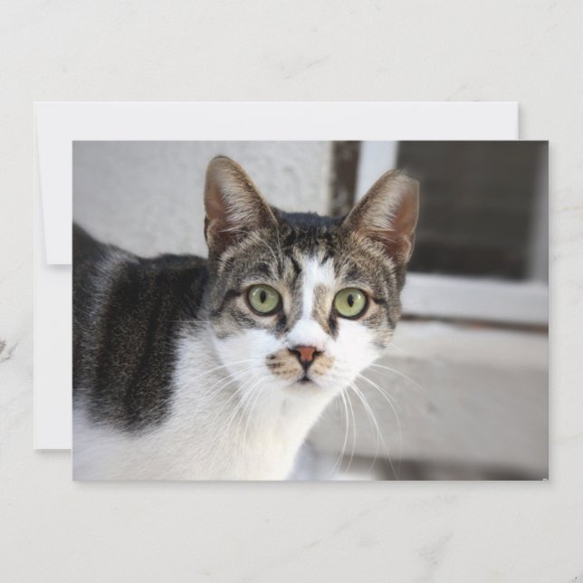 Cat Invitation (Front)