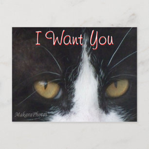 Cat  Invitation Postcard -customise any occasion