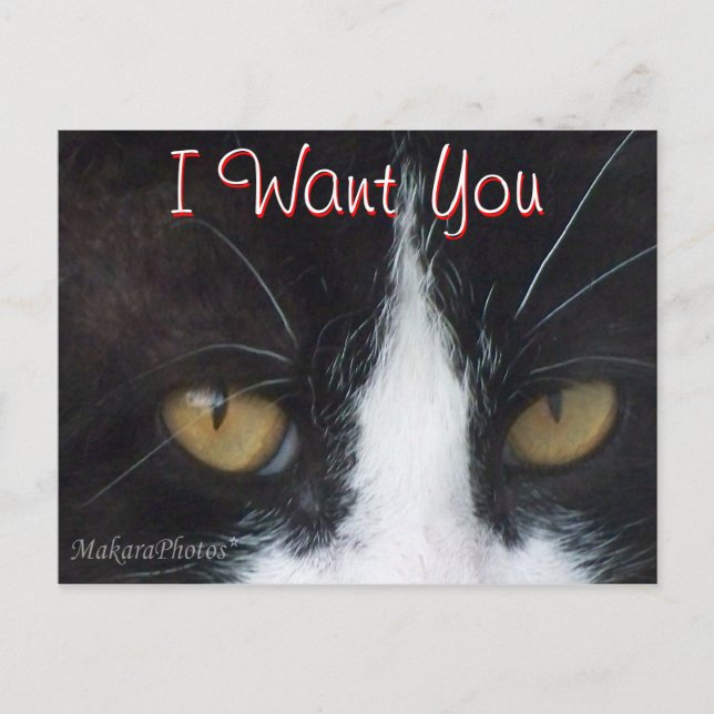Cat  Invitation Postcard -customise any occasion (Front)