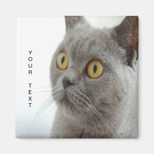 Cat is cute magnet
