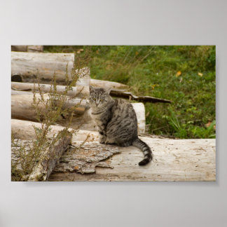 Cat is waiting you - Poster