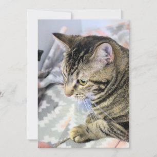 Cat Jigsaw Puzzle Postcard