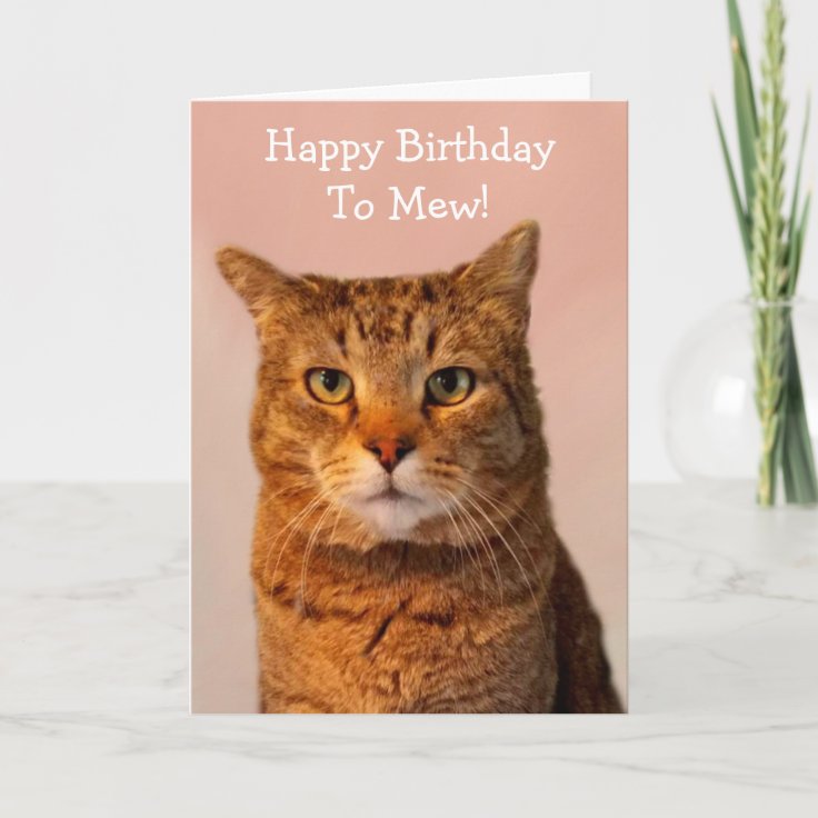 Cat Jokes Funny Birthday Card | Zazzle