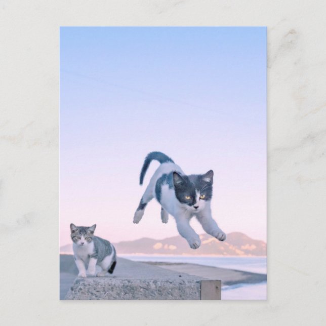 cat jump postcard (Front)