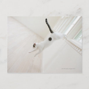 Cat jumping postcard