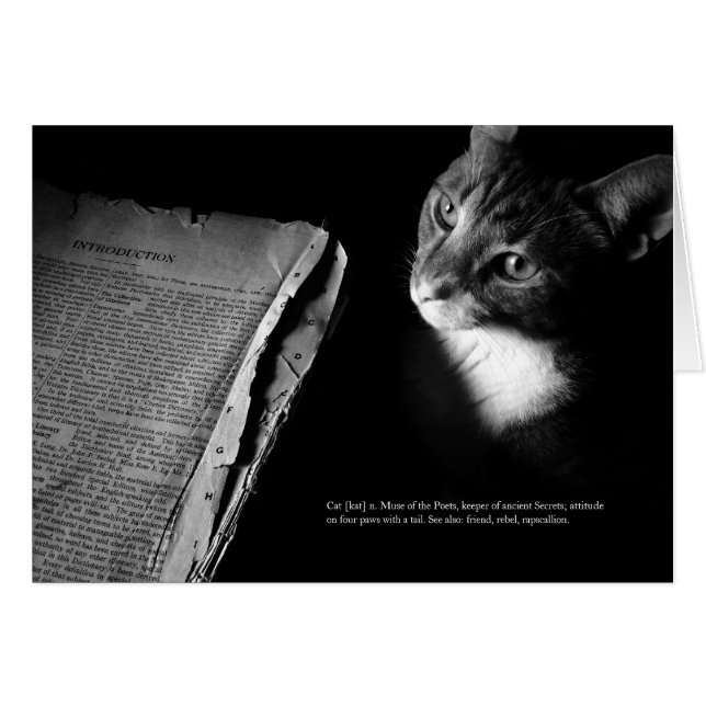 Cat [kat] (Front Horizontal)