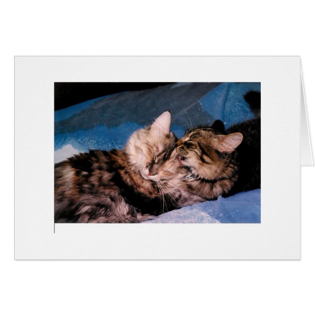 cat kiss (Front Horizontal)