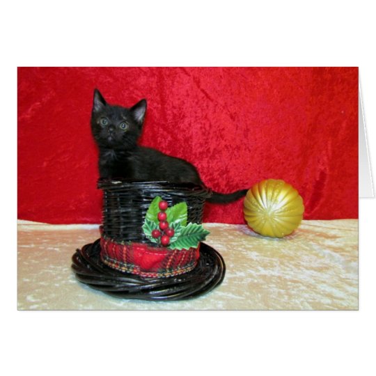 Cat, Kitten, Christmas, Rescue, Photo Card