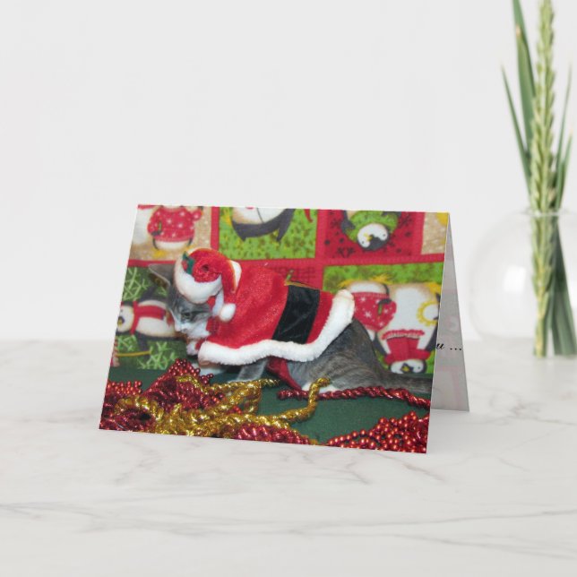 Cat, Kitten, Christmas, Rescue, Photo Holiday Card (Front)