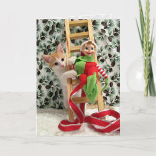 Cat, Kitten, Christmas, Rescue, Photo Holiday Card