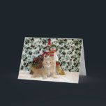 Cat, Kitten, Christmas, Rescue, Photo Holiday Card<br><div class="desc">Buffington is a gorgeous little rescue kitty who is all about posing for the camera!</div>