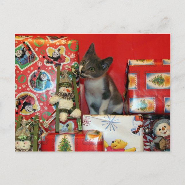 Cat, Kitten, Christmas, Rescue, Photo Holiday Postcard (Front)