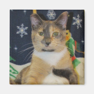 Cat, Kitten, Christmas, Rescue, Photo Magnet