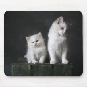 cat, kitten, feline mouse mat
