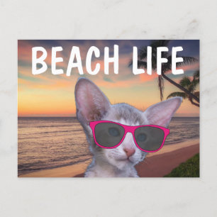 CAT KITTEN ON BEACH SUGLASSES Postcards