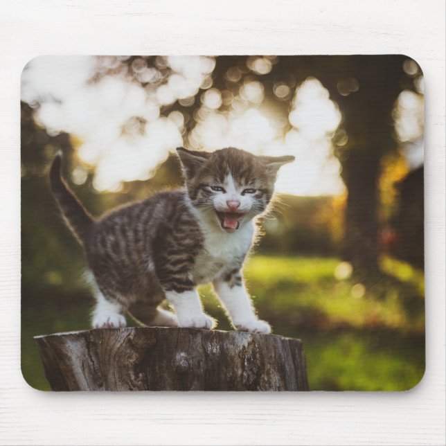cat, kitten, pet mouse mat (Front)