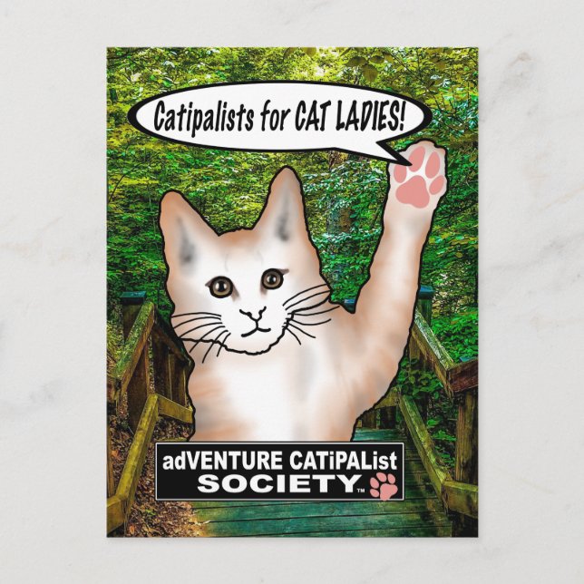 Cat Ladies Cat Postcard (Front)