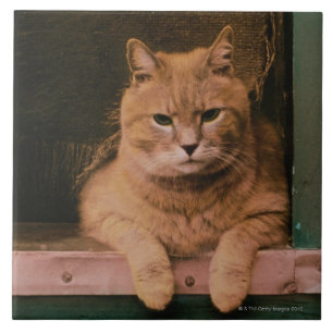 Cat Leans on Windowsill Tile