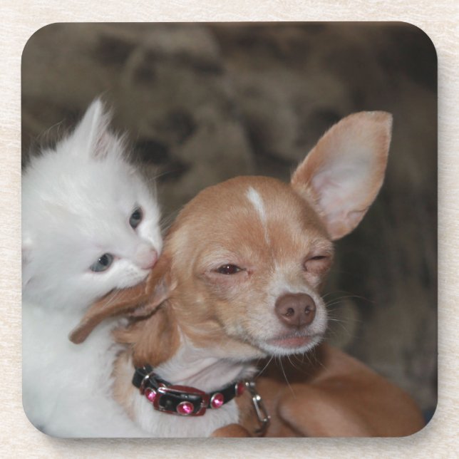 Cat licking Dog Coaster (Front)