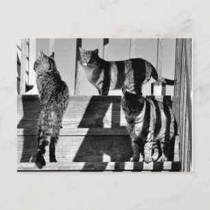 Cat Lines Postcard