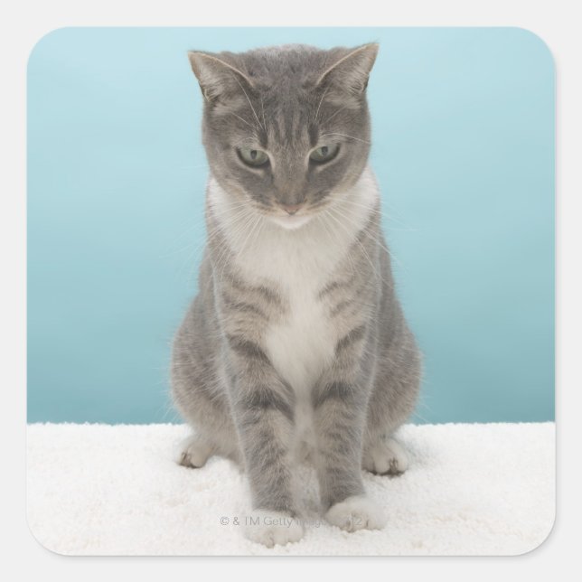 Cat looking at toy mouse on rug square sticker (Front)