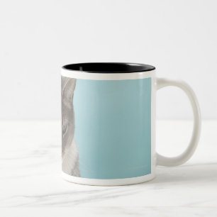 Cat looking at toy mouse on rug Two-Tone coffee mug