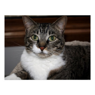 Cat Looking at You/Pet Tabby Cat Face Photo v2 Poster