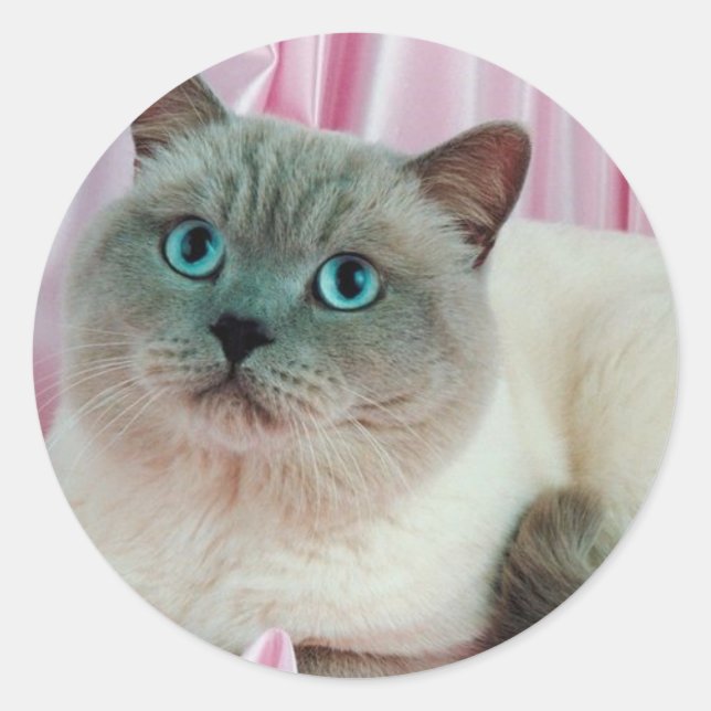 Cat Looking Classic Round Sticker (Front)