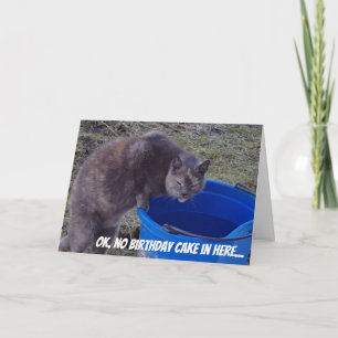 Cat Looking for Birthday Cake card