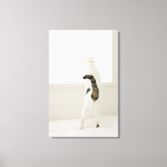 Cat looking out window, rear view canvas print (Front)