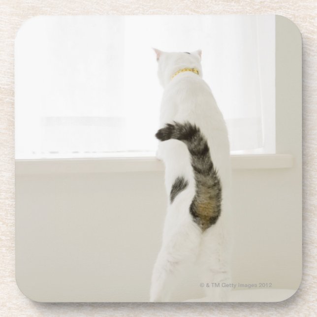 Cat looking out window, rear view coaster (Front)