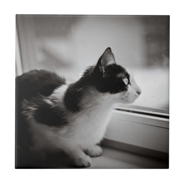 Cat looking outside tile (Front)