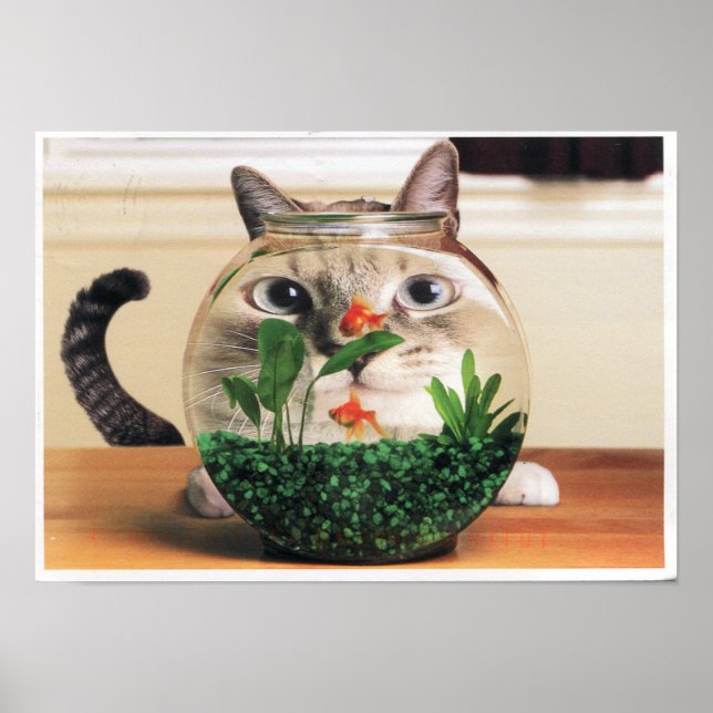 Cat Looking Through A Fish Bowl Poster (Front)
