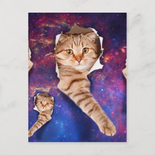 Cat looking up in space side torn hole postcard