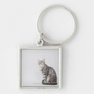 Cat looking up key ring