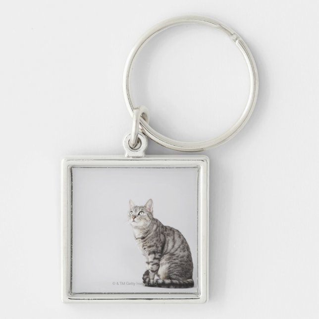 Cat looking up key ring (Front)