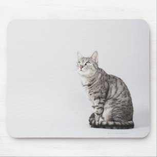 Cat looking up mouse mat