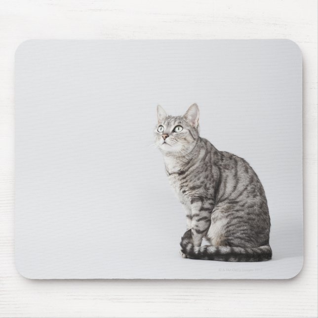 Cat looking up mouse mat (Front)