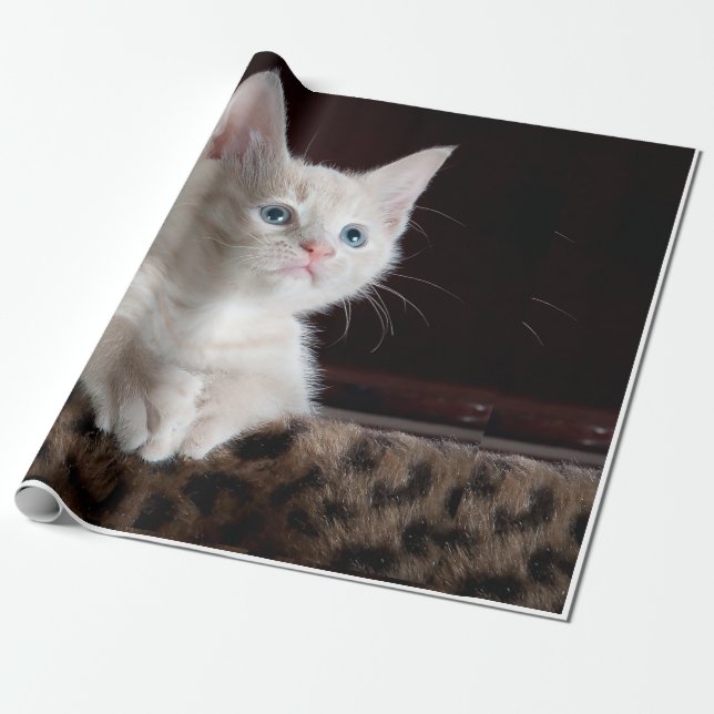 cat looks wrapping paper (Unrolled)